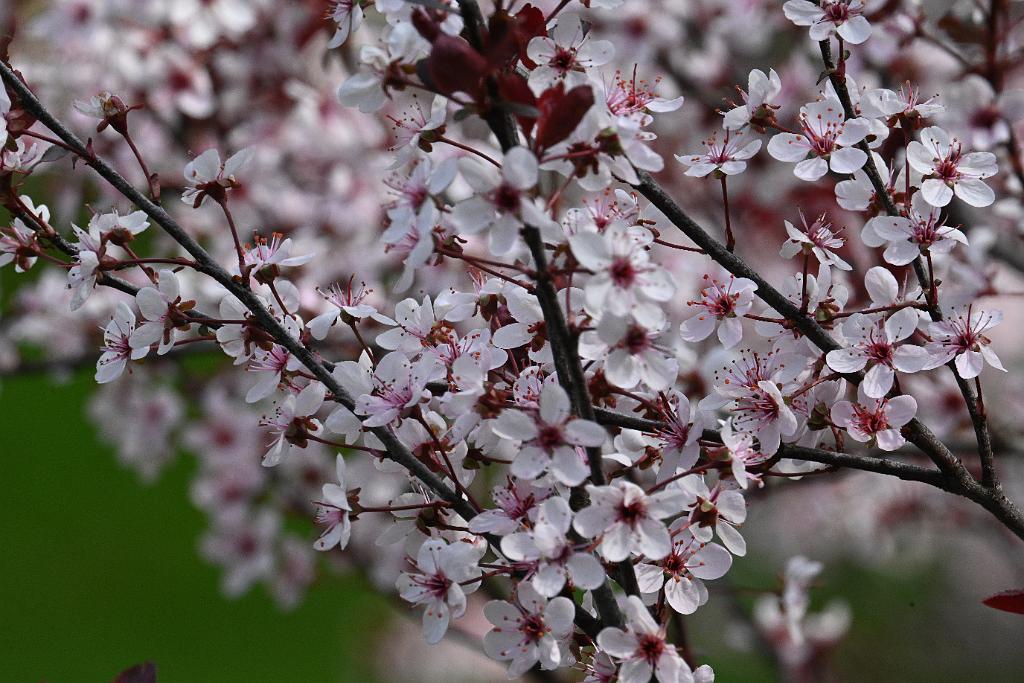 2025-05027004 Pointe Rok, MA.JPG - Purple Leaf Plum Trees (Prunus cerasifera). Pointe Rok neighborhood, MA, 5-2-2025